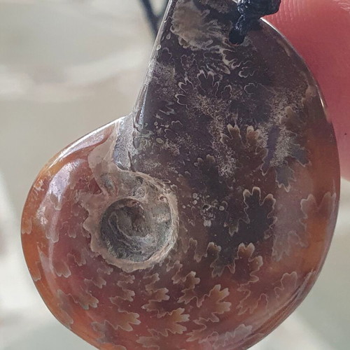 Ammonite pendant necklace, polished, adjustable string