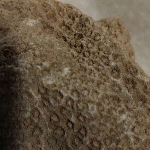 Coral fossil from Crete like new