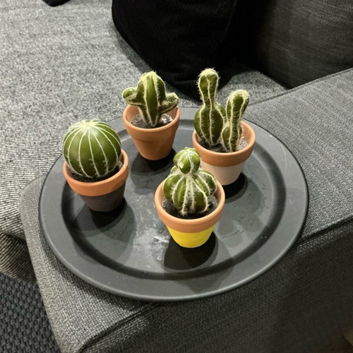 Set of 4 decorative cacti in small pots like new