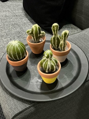 Set of 4 decorative cacti in small pots like new