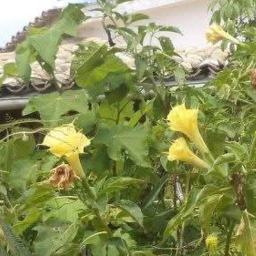 Datura metel 'Golden Queen' new aromatic shrub