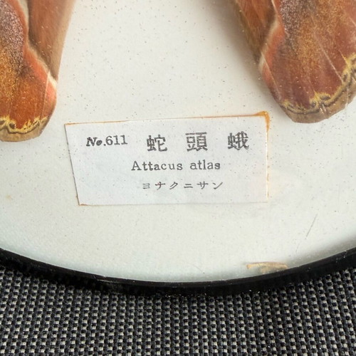 Attacus atlas moth like new, known as Atlas moth