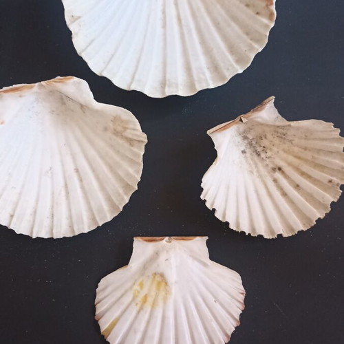 Natural Scallop Shells Set of 4 Like New