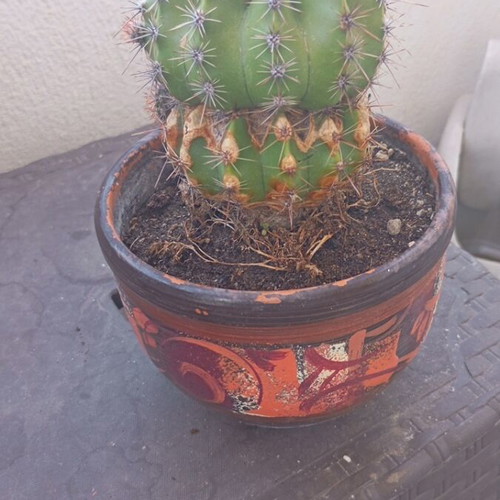 Echinopsis cactus large in hand-painted ceramic pot like new