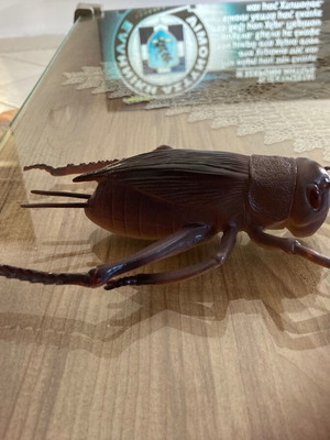Cricket insect used, size 22x14cm