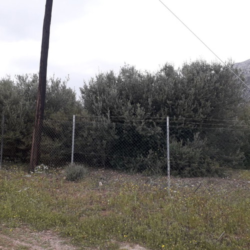 Land in Aliki, Boeotia