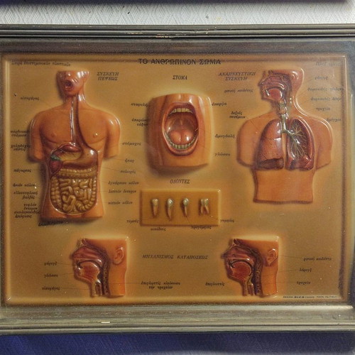 Celluloid The Human Body used in frame