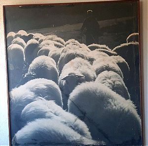 Φωτογραφια Χαρισιαδη  Βοσκος με προβατα