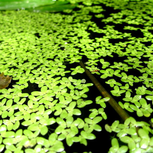 Duckweed Lemna Minor for Aquariums and Ponds