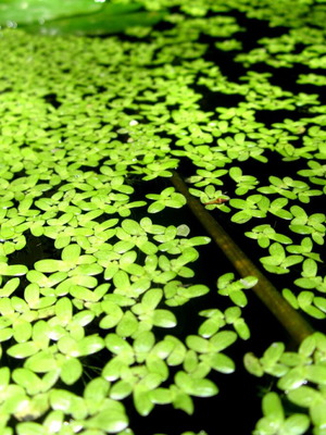 Duckweed Lemna Minor for Aquariums and Ponds