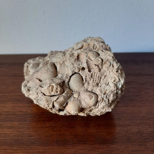 Fossil with shells used, Porolithos 3 x 5.5 x 6.5 cm