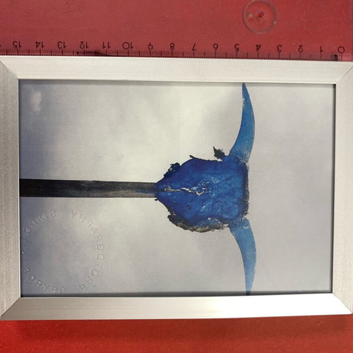 Authentic Taurus photo signed, 16x12 cm