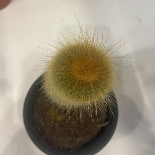 Cleistocactus 12cm height with baby cactus new