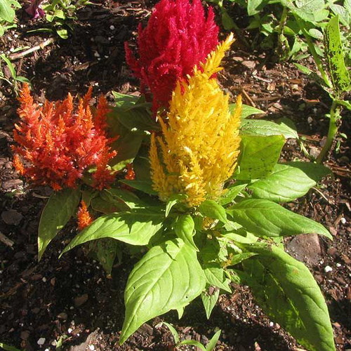 Celosia Plumosa Argentea Plumed Cockscomb Seeds, 25 Color Mix