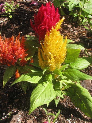 Celosia Plumosa Argentea Plumed Cockscomb Seeds, 25 Color Mix