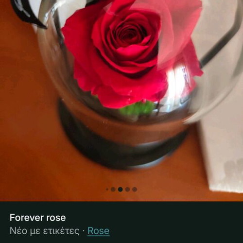 Forever rose new, in its box