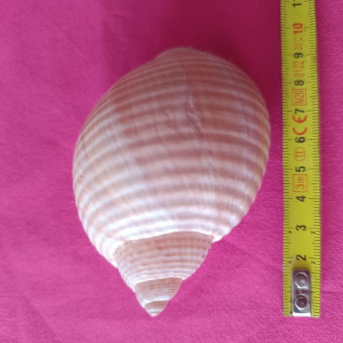 Tonnidae Tonna shells like new, 2 pieces from Madagascar