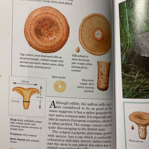Easy Edible Mushroom Guide like new