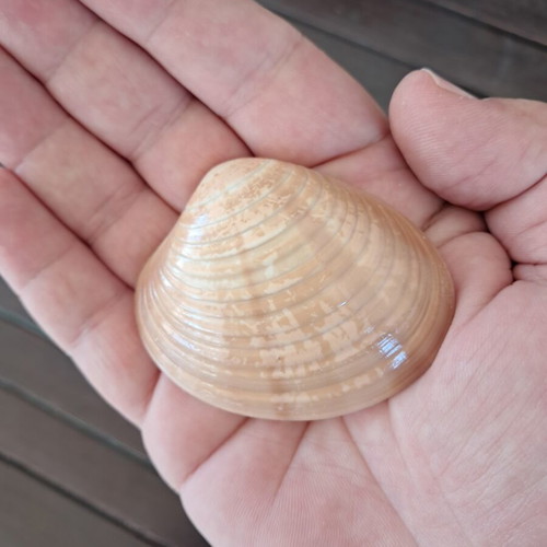Natural seashell collection like new, pack of 25 from Greek beaches