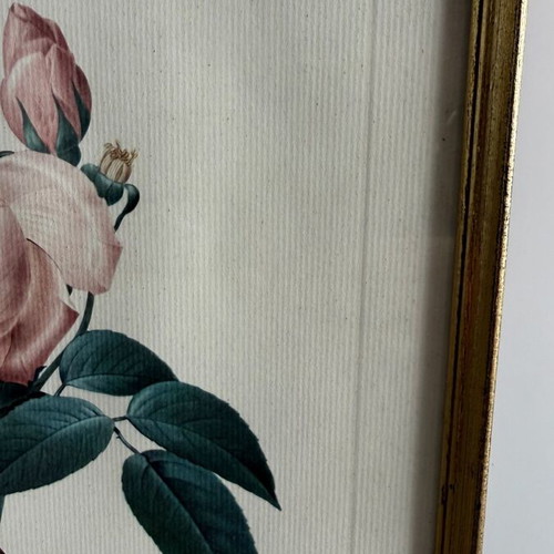 Vintage framed botanical print Rosa Indica fragrans after P.J. Redouté