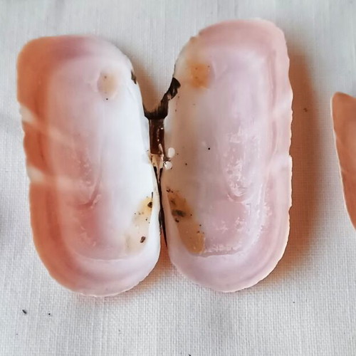Pholas dactylus shells new, pack of 24 for handmade jewelry