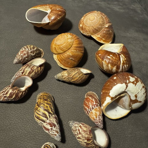 Decorative seashells, pack as shown