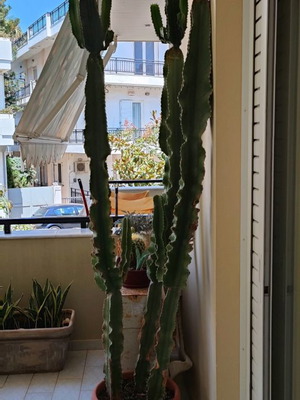 Κάκτος Euphorbia ingens μεταχειρισμένος ύψους 2,5 μ. με τη γλάστρα