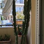 Κάκτος Euphorbia ingens μεταχειρισμένος ύψους 2,5 μ. με τη γλάστρα