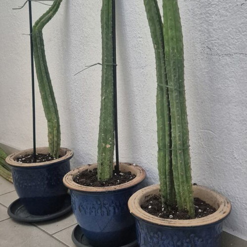 San Pedro cactus authentic, various sizes, new
