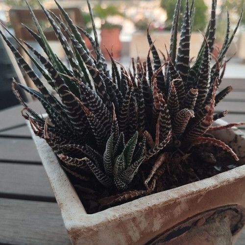 Haworthia plant in square ceramic pot new
