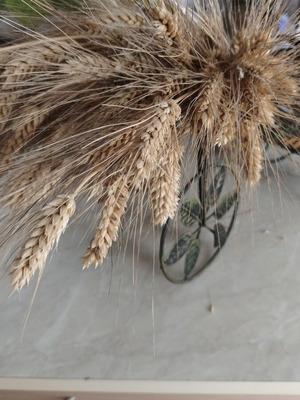 Dried wheat stalks with decorative gift