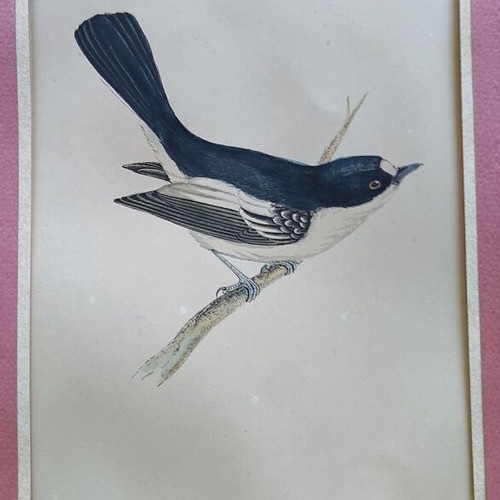 Set of 3 vintage bird engravings, 2 framed