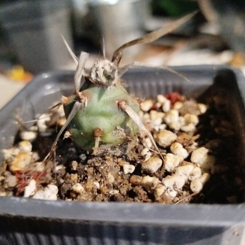 Tephrocactus articulatus var. papyracanthus cactus new in 8cm greenhouse pot