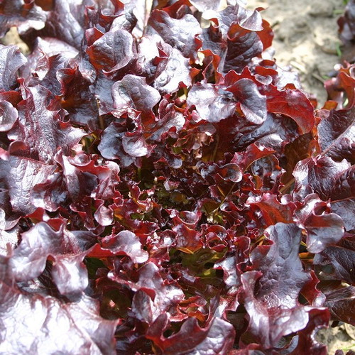 Red Salad Bowl lettuce seeds like new