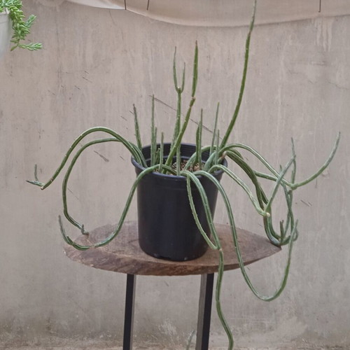 Senecio Stapeliformis succulent in medium pot, new