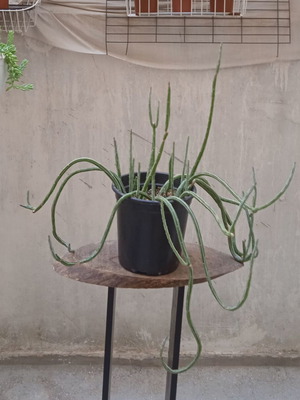 Senecio Stapeliformis succulent in medium pot, new