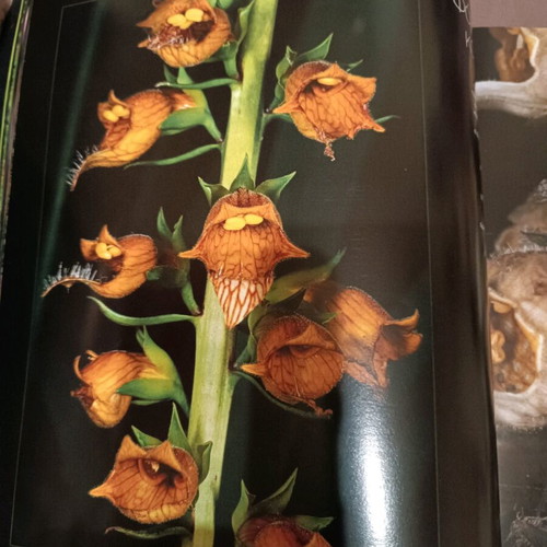 Photo book Wild Flowers like new, album