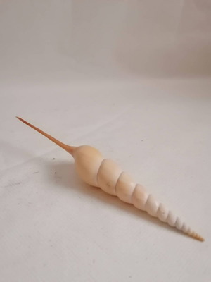 Conch shells large used, natural long snails Dafa