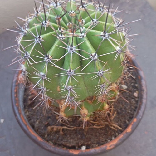 Echinopsis cactus large in hand-painted ceramic pot like new