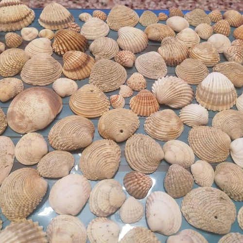 720 seashells various designs and sizes