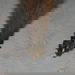  ΔΥΟ (2) ΠΟΛΥΘΡΟΝΕΣ ΑΝΤΙΚΑ ΜΕ ΣΚΑΛΙΣΤΟ ΞΥΛΟ ΚΑΡΥΔΙΑΣ ΚΑΙ ΚΕΝΤΗΜΕΝΗ ΣΤΟ ΧΕΡΙ