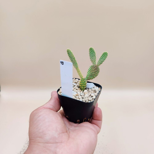 Opuntia microdasys cactus in plastic pot new