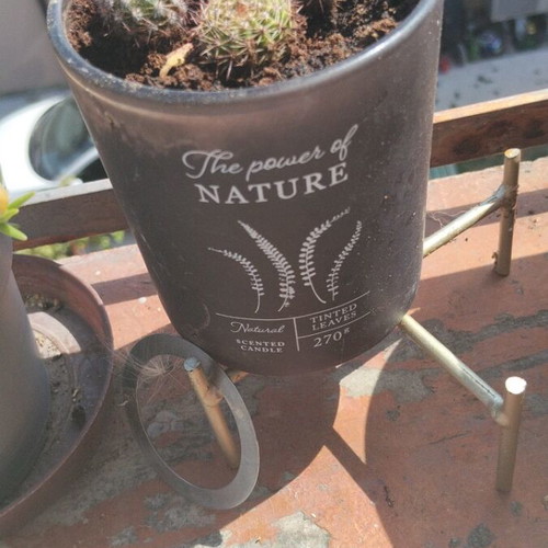 Echinopsis μικρός σφαιρικός κάκτος σετ τεσσάρων με πυκνές αγκάθια σε διακοσμητική γλάστρα