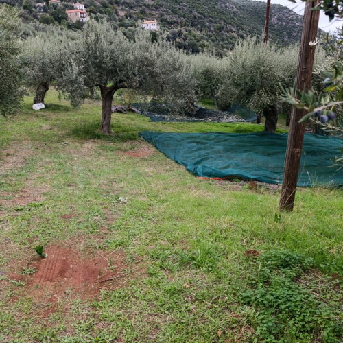 Ελαιόλαδο έξτρα παρθένο φετινό 5 λίτρων από Αρκαδία καινούργιο