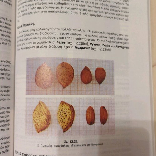Dendrodesis Kalliergeies used book