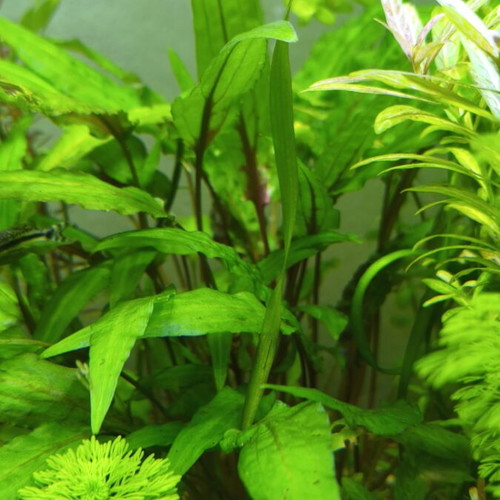 Cryptocoryne wendtii Green aquarium plant new