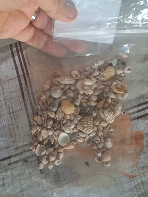 Small seashells like new, 100 grams