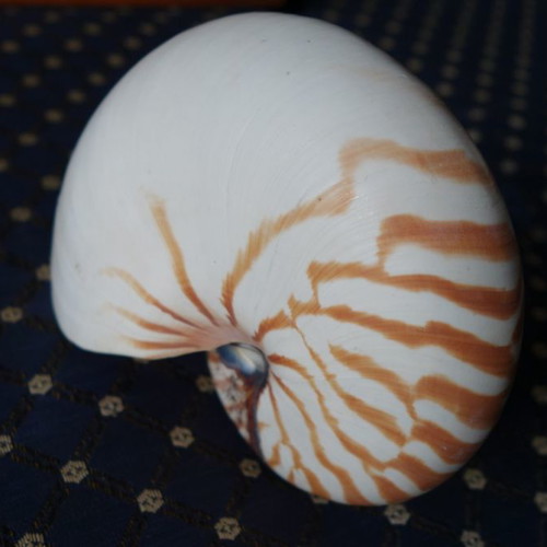 Decorative Nautilus Pompilius shell used