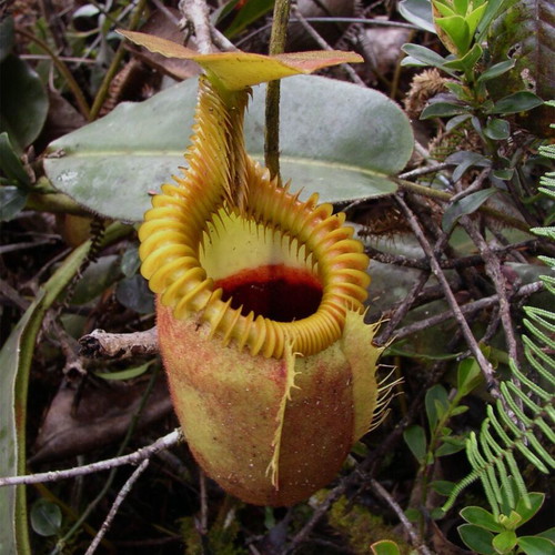 Nepenthes tropical pitcher plant seeds like new