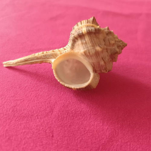 Murex Haustellum collectible shell like new